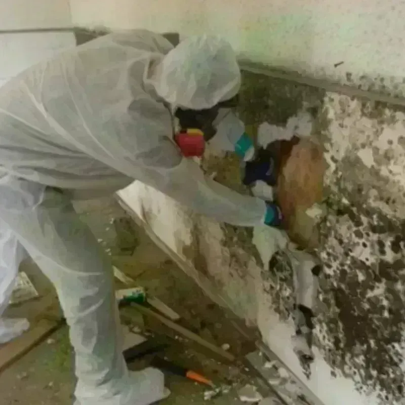 Mold Remediation and Removal in Sutton, NH